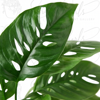 Monstera Adansonii 'Swiss Cheese'