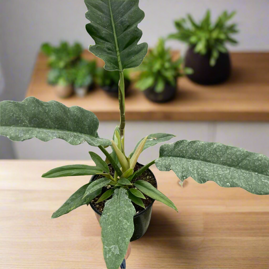 Philodendron 'Jungle Boogie'
