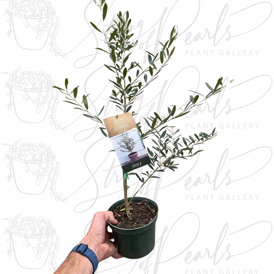 Common Olive Tree (Olea europaea)