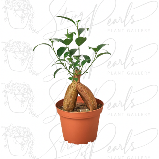 Ficus 'Ginseng'