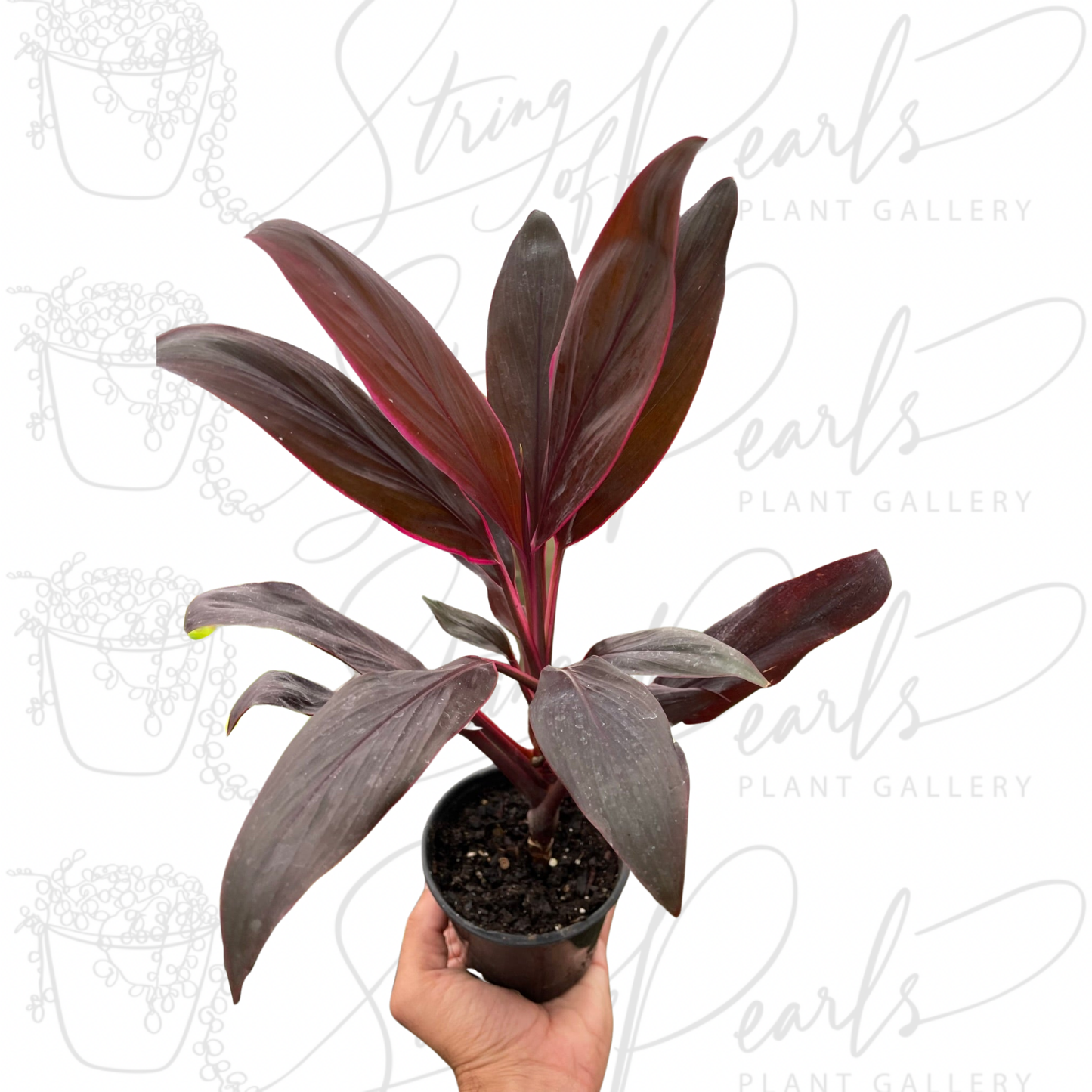 Cordyline 'Calypso Queen'