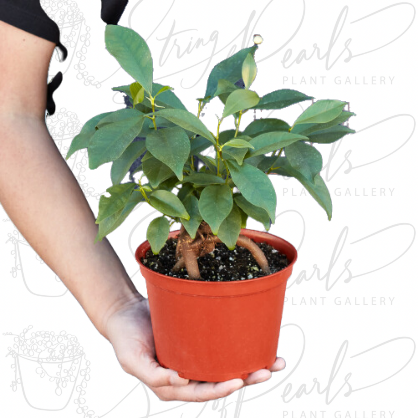 Ficus 'Ginseng'