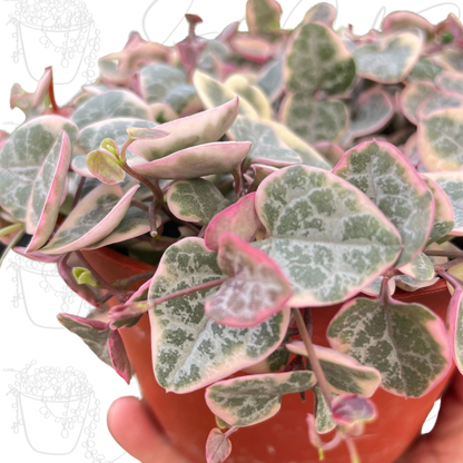 String of Hearts Variegated