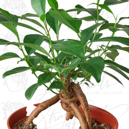 Ficus 'Ginseng'