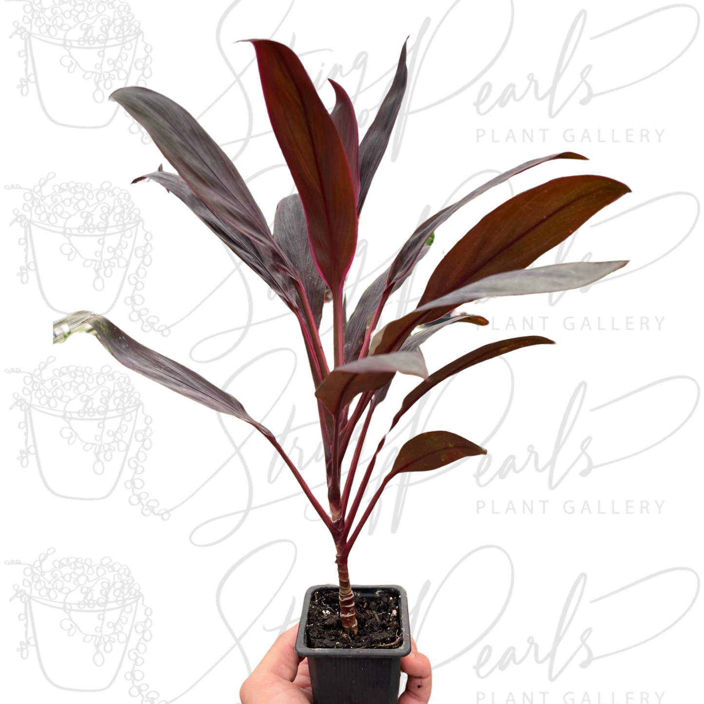 Cordyline 'Calypso Queen'