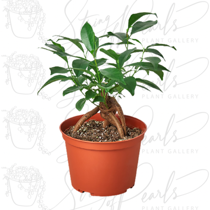 Ficus 'Ginseng'