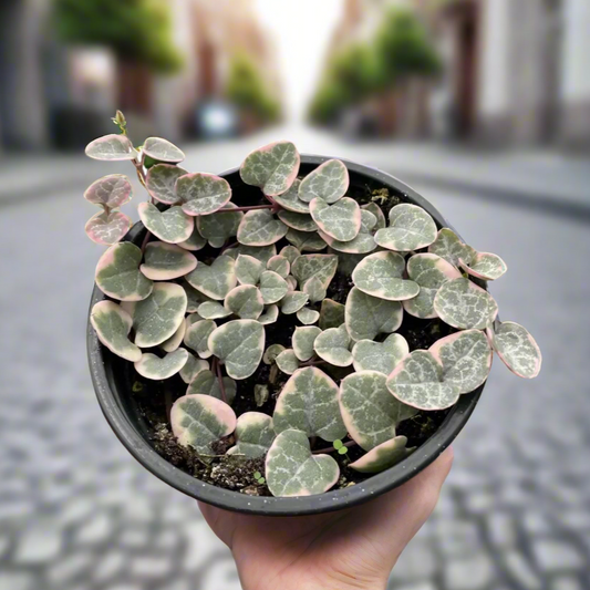 String of Hearts Variegated