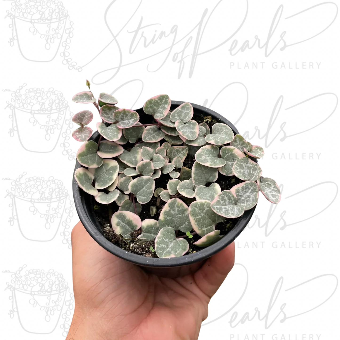 String of Hearts Variegated