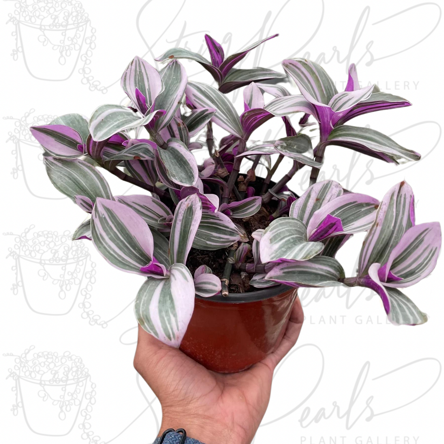 Tradescantia 'Nanouk' - CUTTING