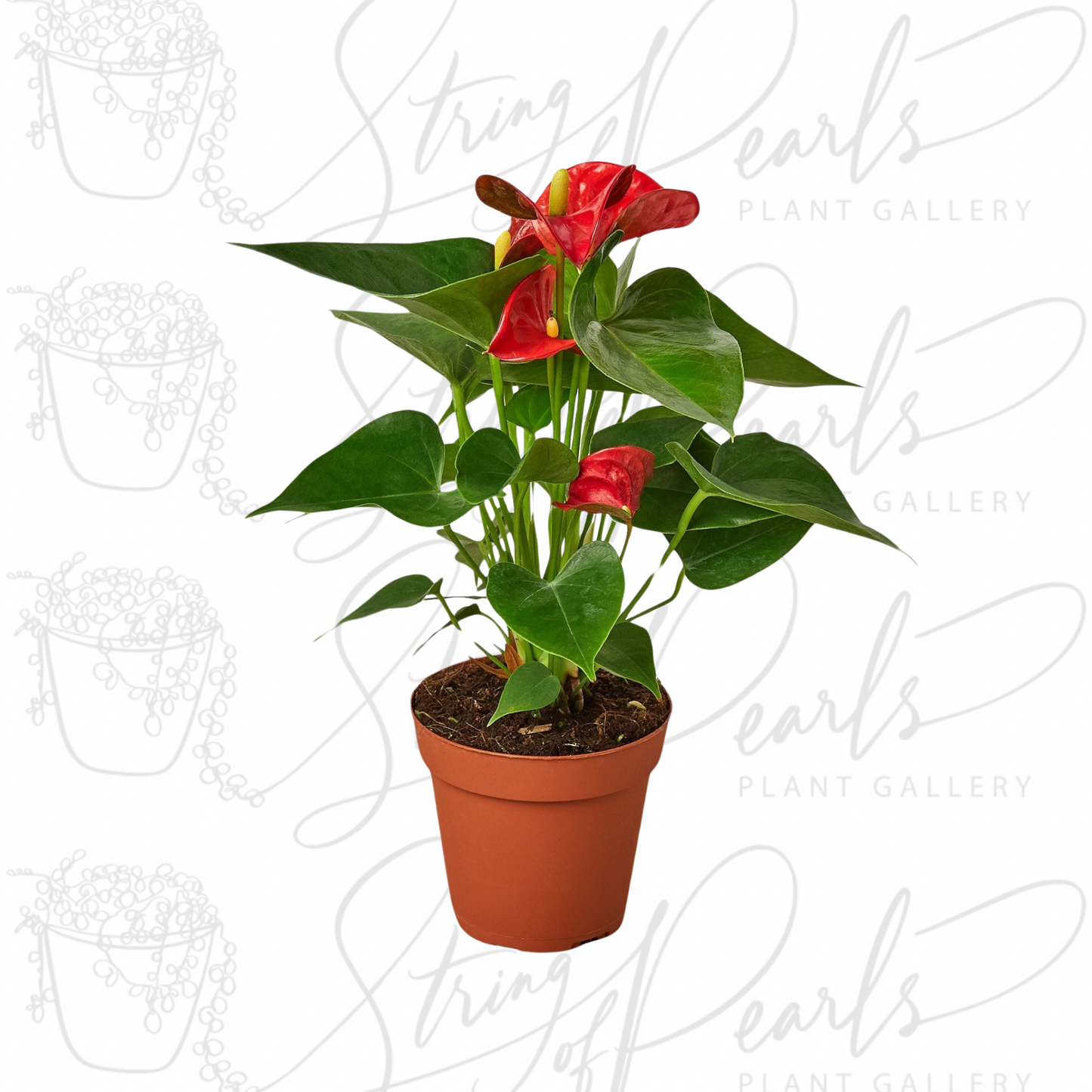 Anthurium 'Red'