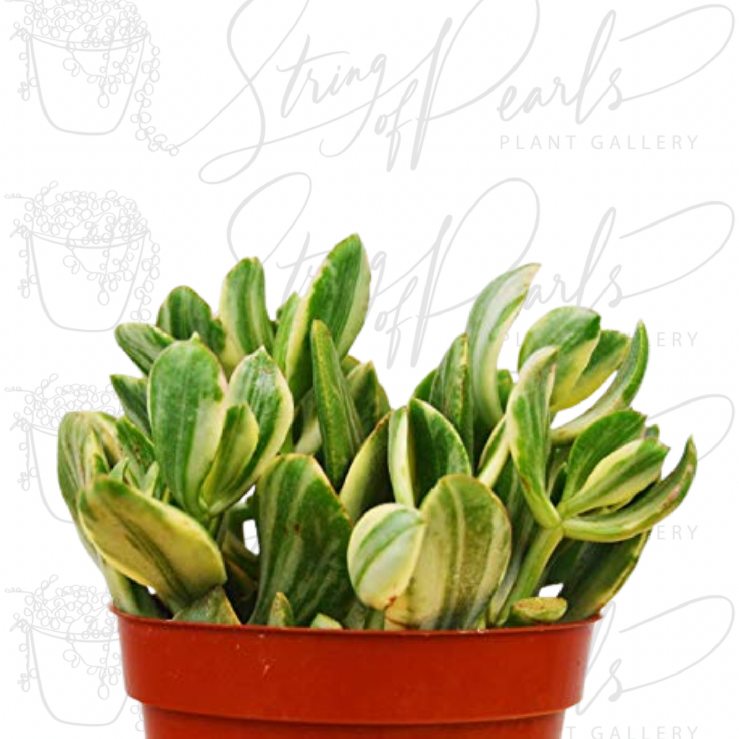 Crassula Ovata 'Variegated Jade' Succulent - 4" Pot