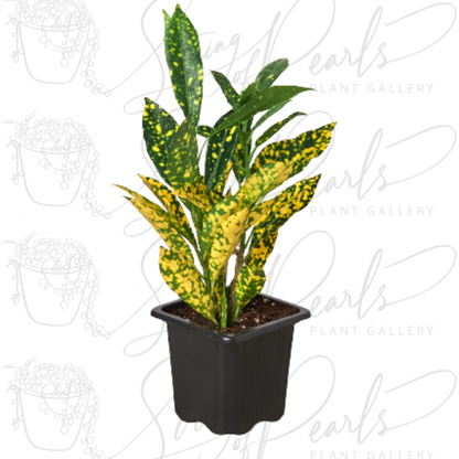 Croton 'Gold Dust'