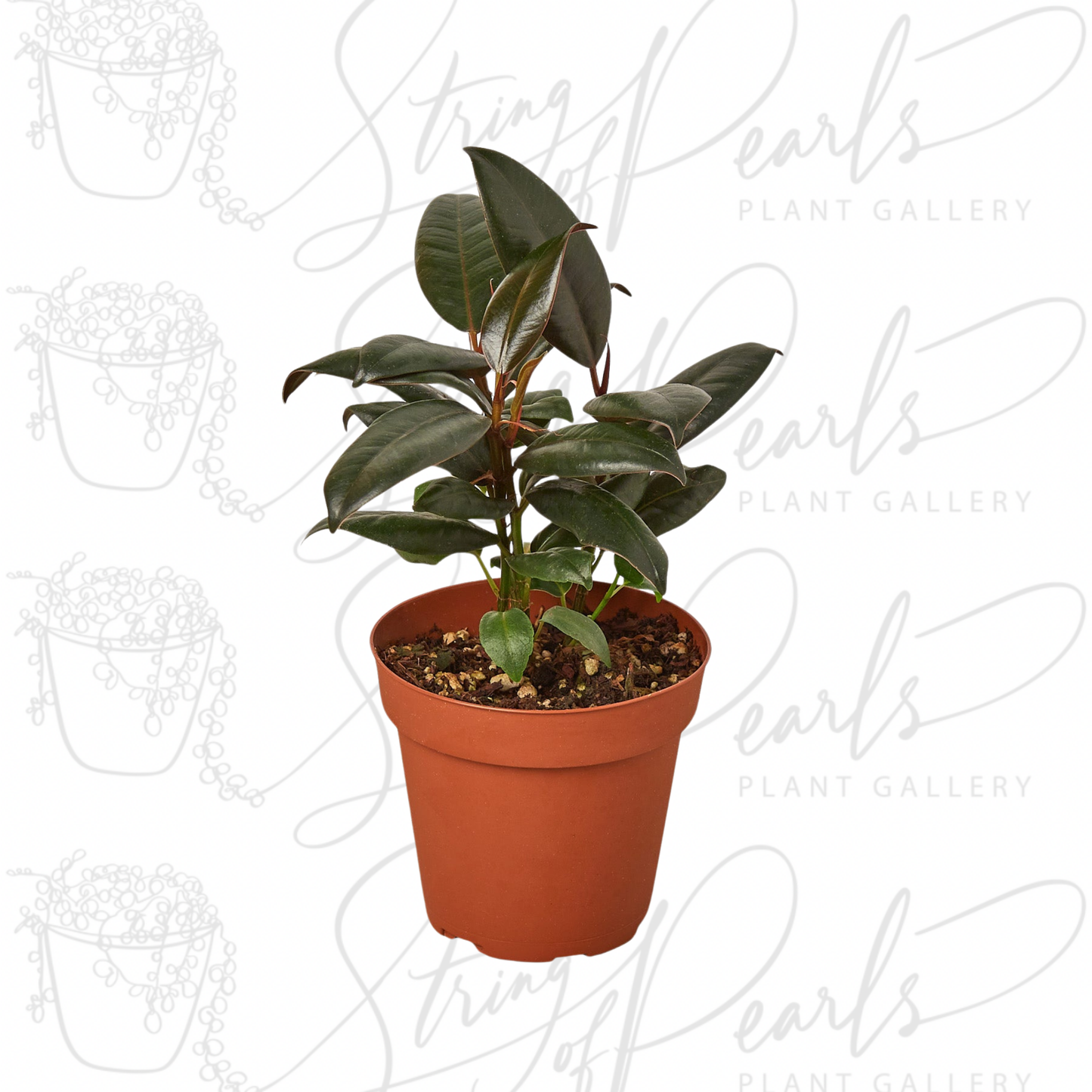 Ficus Elastica 'Burgundy'