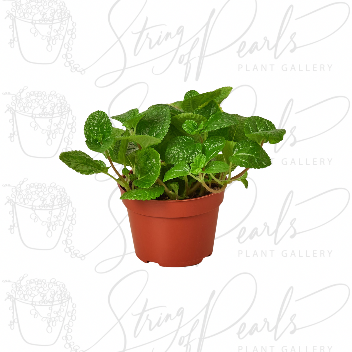 Pilea 'Crinkle'