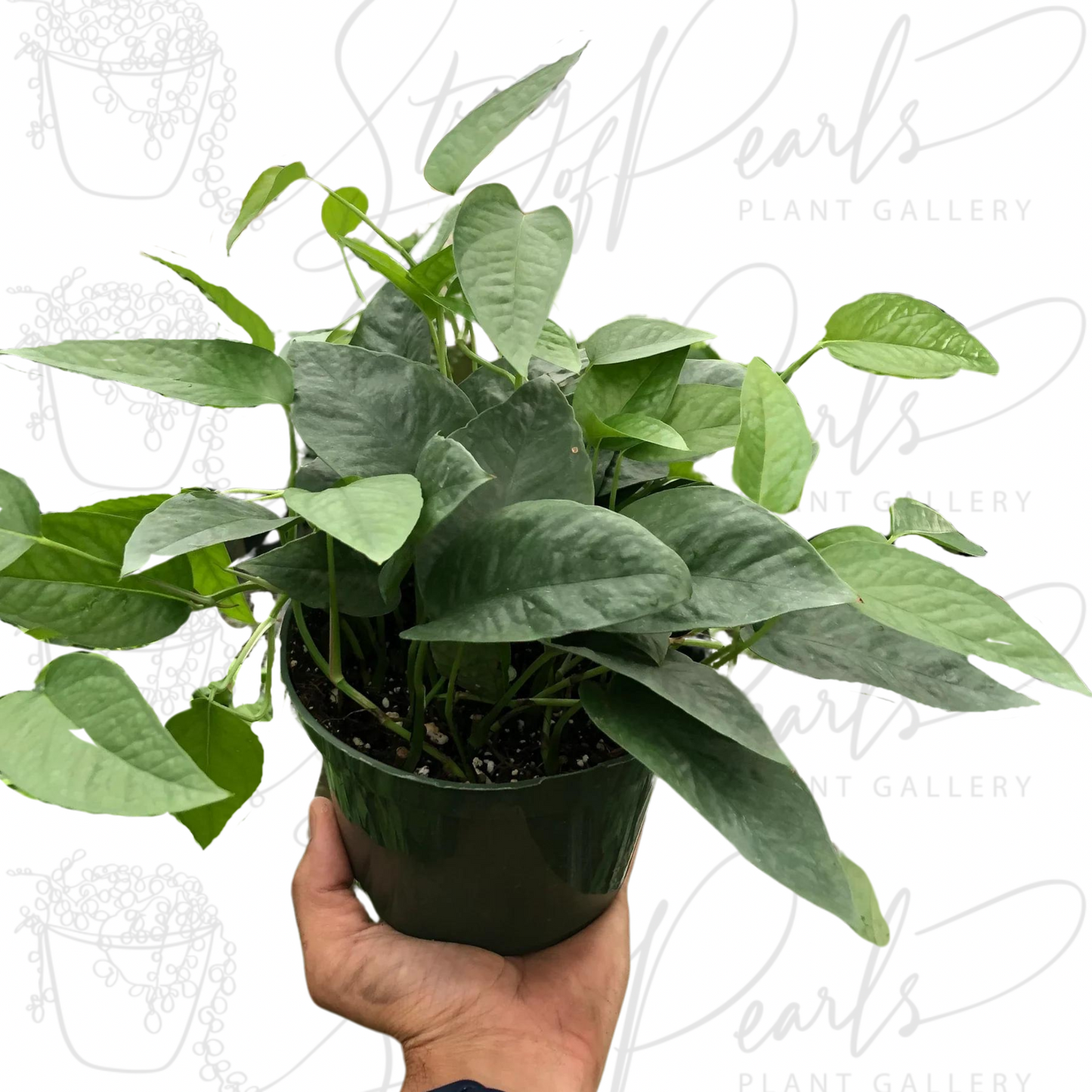 Pothos 'Cebu Blue'