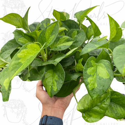 Pothos 'Global Green'