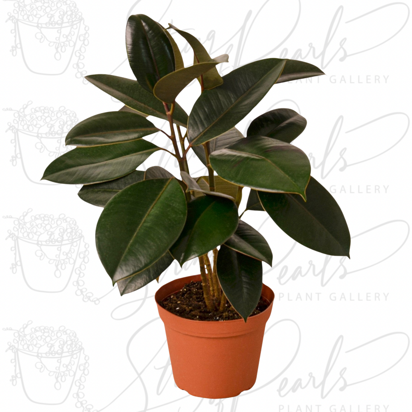 Ficus Elastica 'Burgundy'