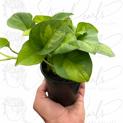 Pothos 'Global Green'