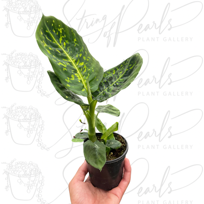 Dieffenbachia 'Reflector'