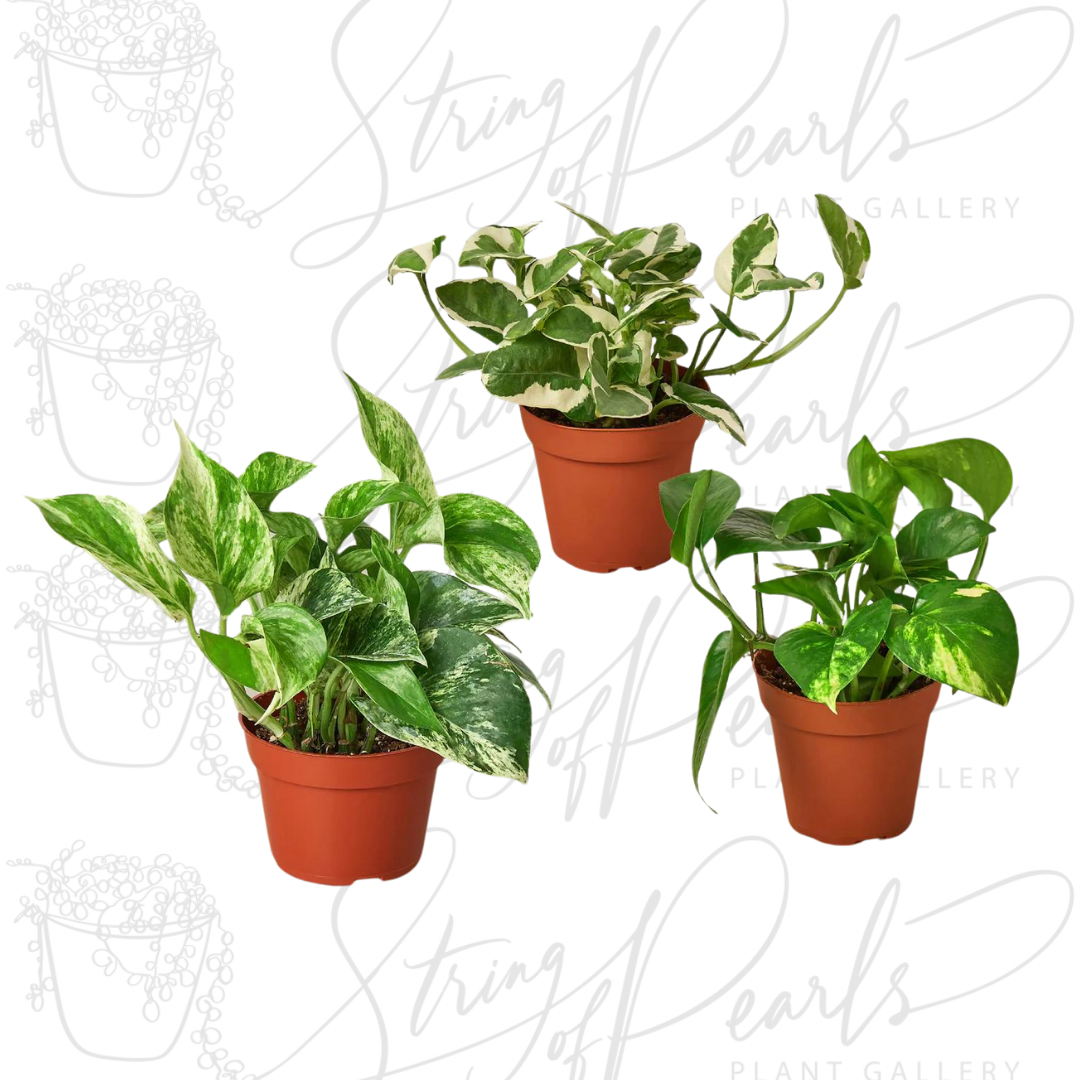 A group of three potted Pothos plants, each with different leaf patterns and variegations. The plants include a Marble Queen Pothos with green and white marbled leaves, a Golden Pothos with green leaves featuring yellow variegation, and a Manjula Pothos with heart-shaped leaves showing white and green variegation. These popular indoor plants are known for their easy care and trailing vines.