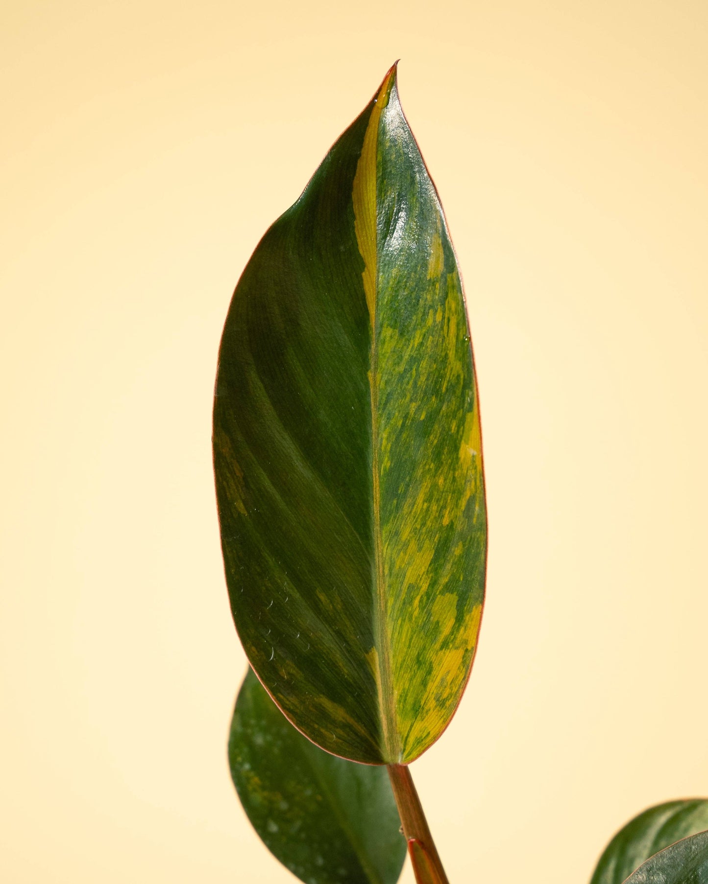 Variegated Philodendron Red Congo 'Red Hot'