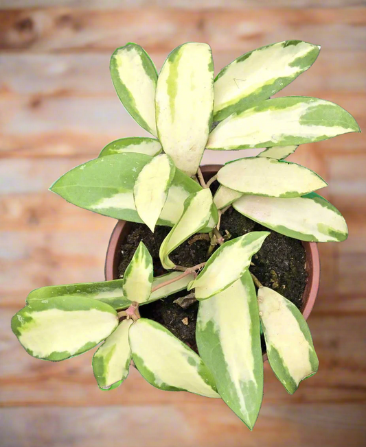 Hoya Acuta