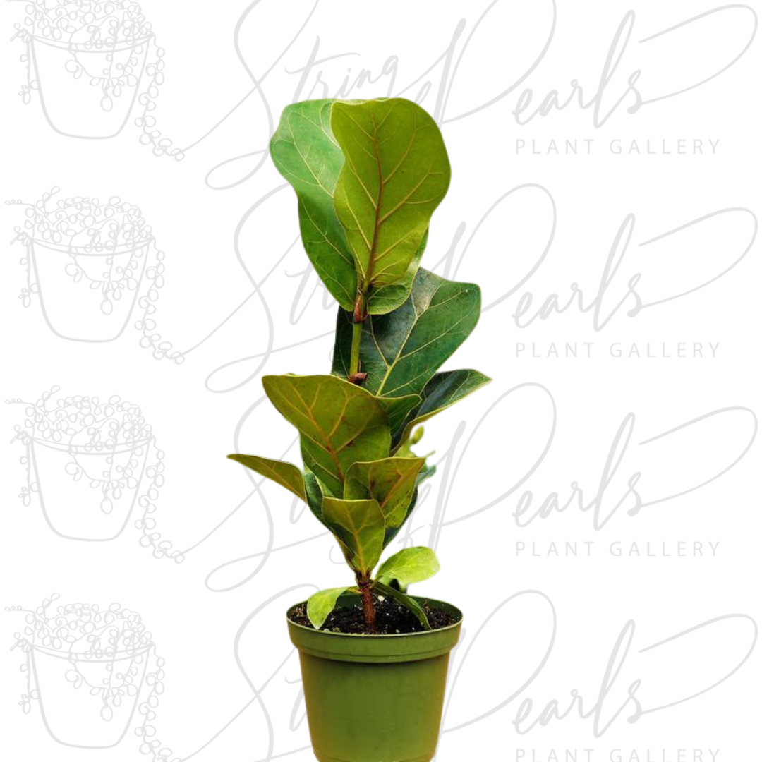 4 inch fiddle leaf fig indoor houseplant