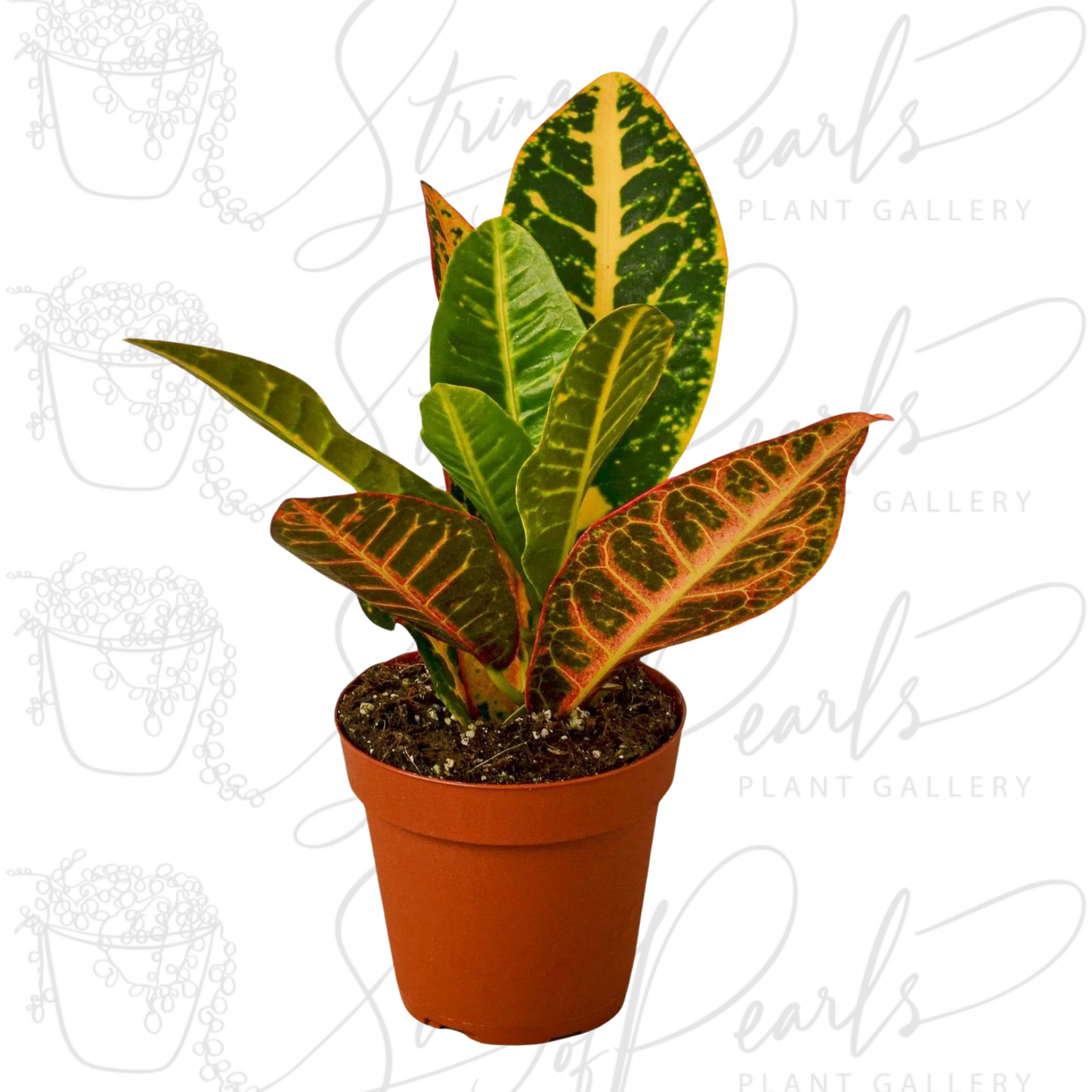 Croton Petra 'Joseph's Coat'