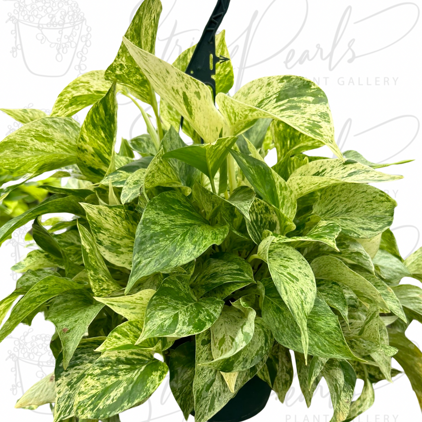 Pothos 'Marble Queen'