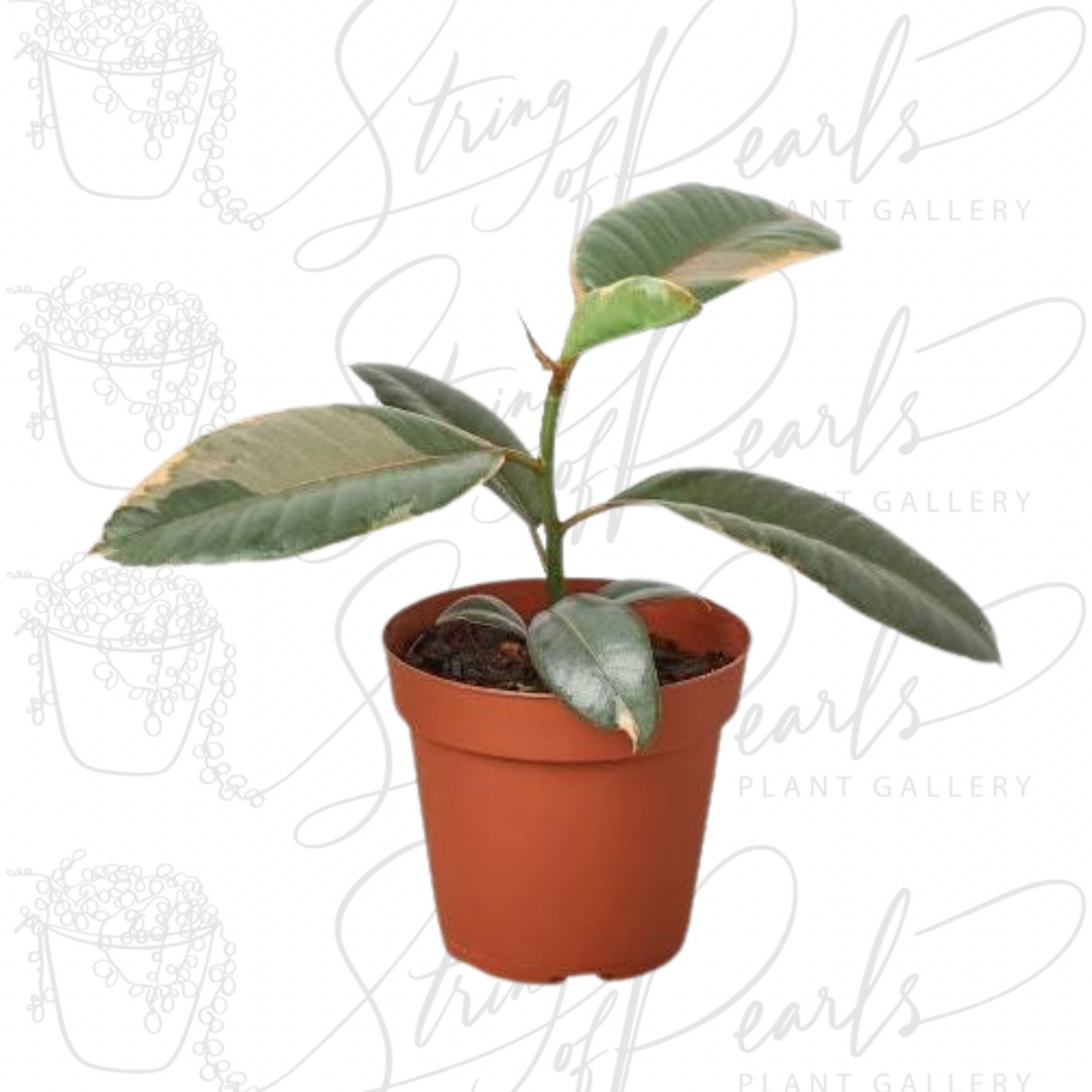 Ficus Elastica 'Ruby Pink'