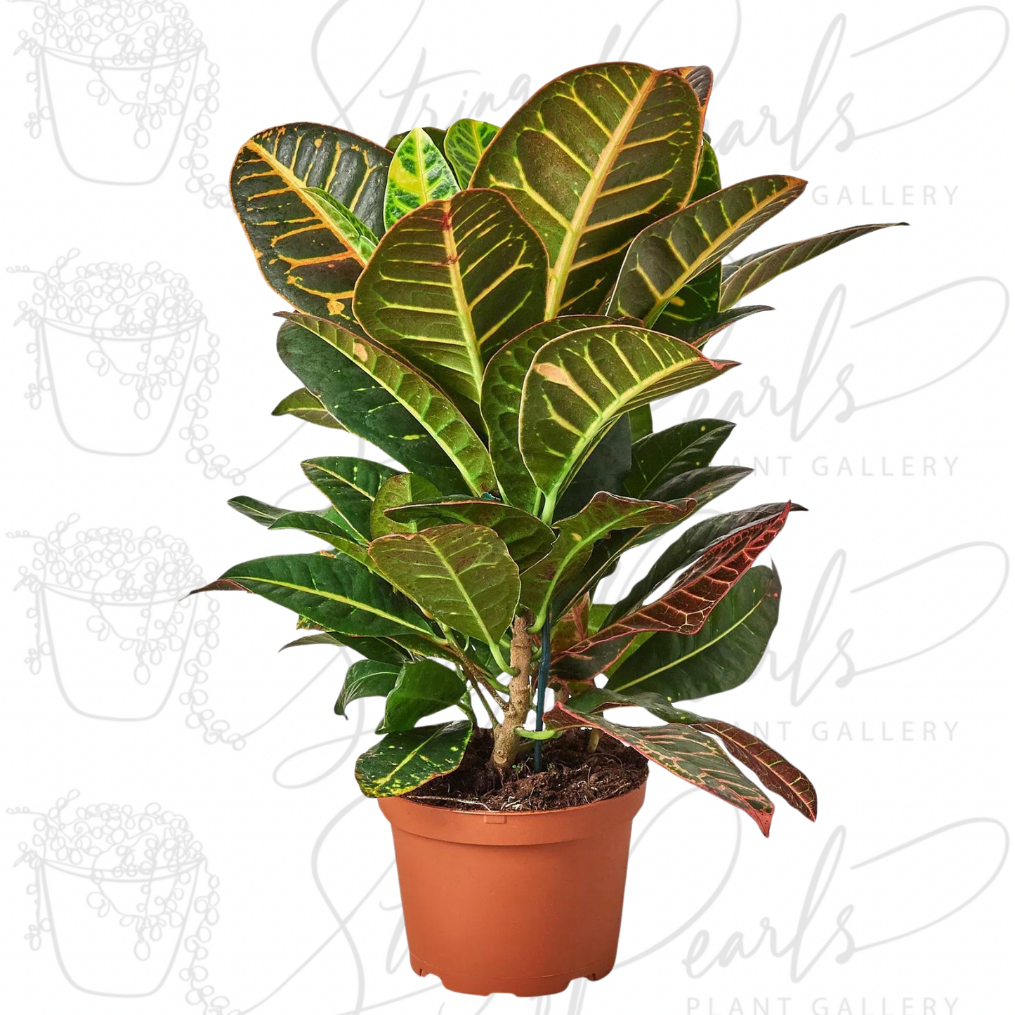 Croton Petra 'Joseph's Coat'