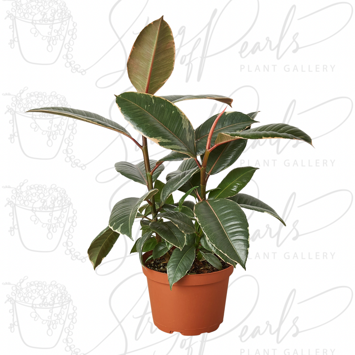 Ficus Elastica 'Tineke'