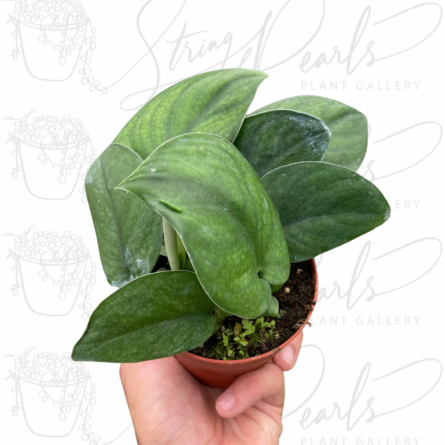 Pothos Jade Satin