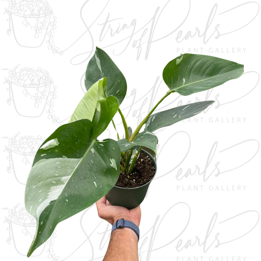 Philodendron 'White Princess' - 4” Pot