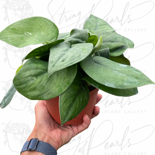 Pothos Jade Satin