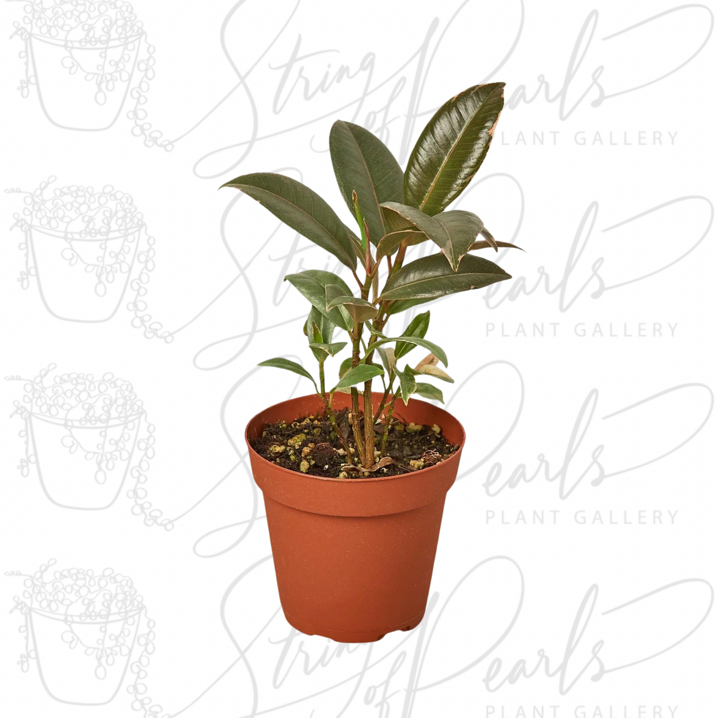 Ficus Elastica 'Tineke'