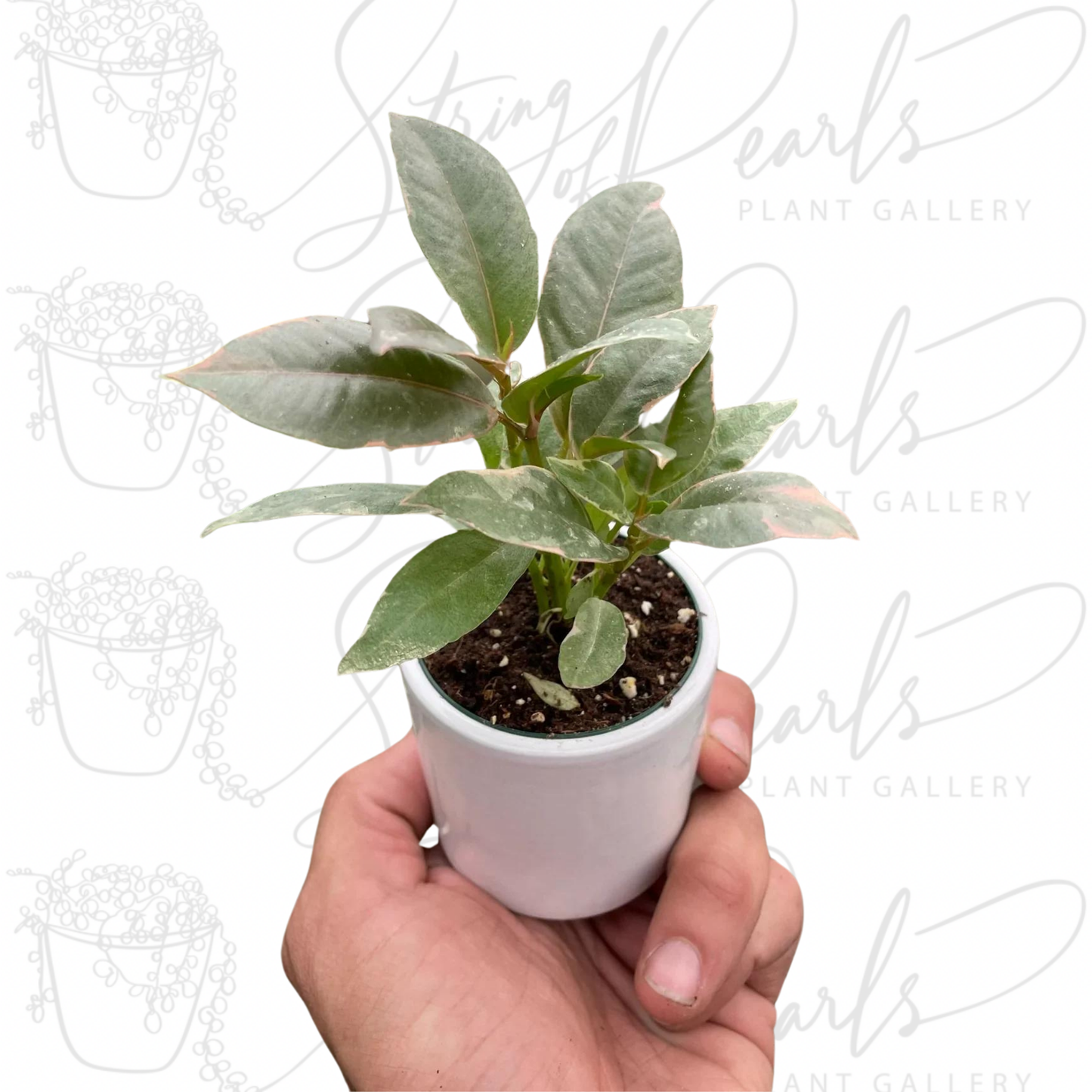 Ficus Elastica 'Tineke'