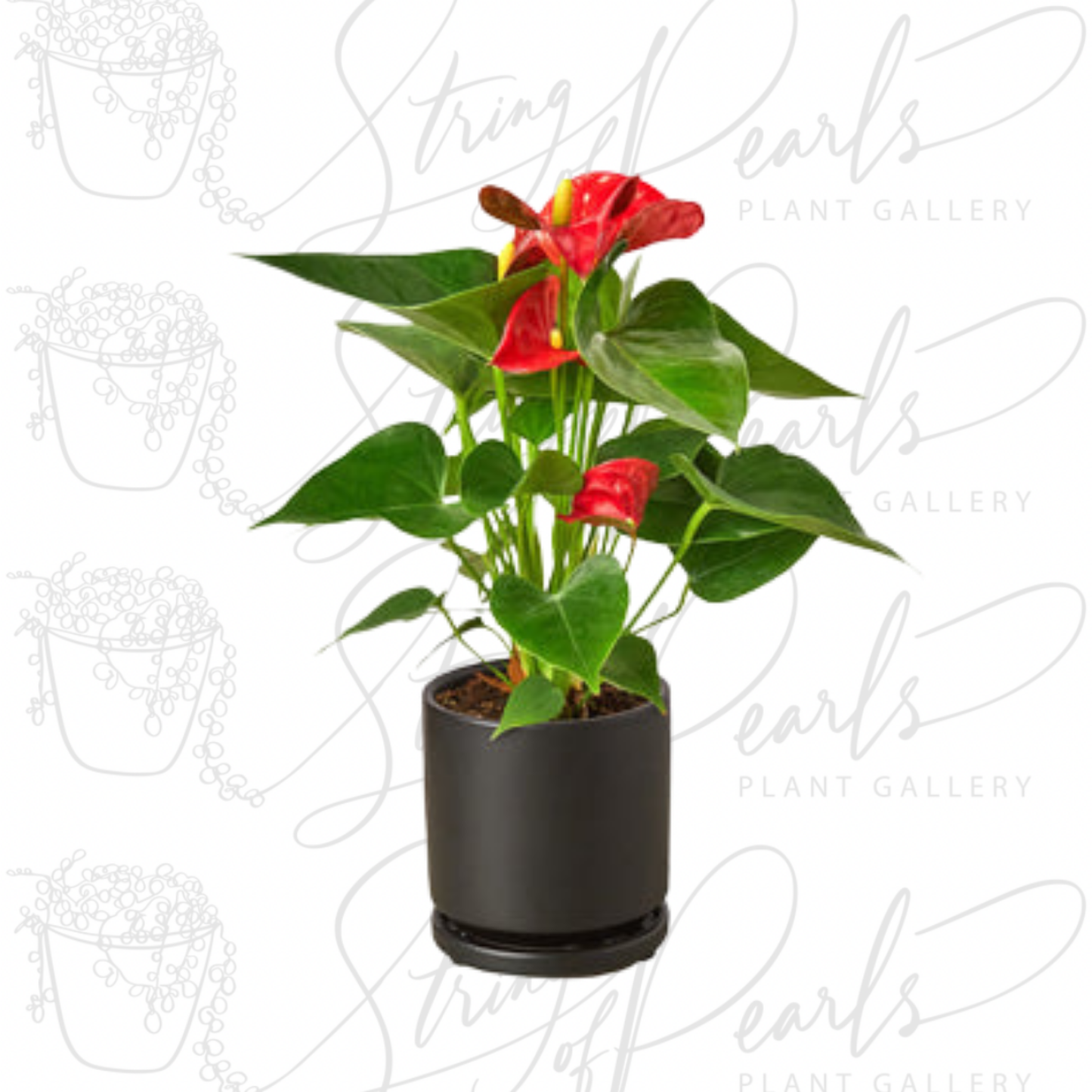 Anthurium 'Red'