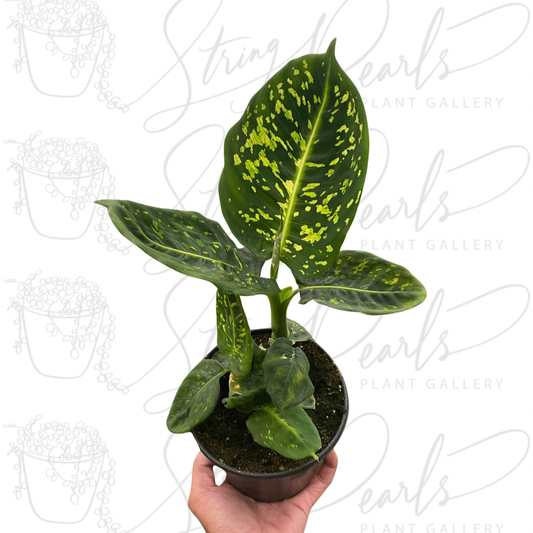 Dieffenbachia 'Reflector'