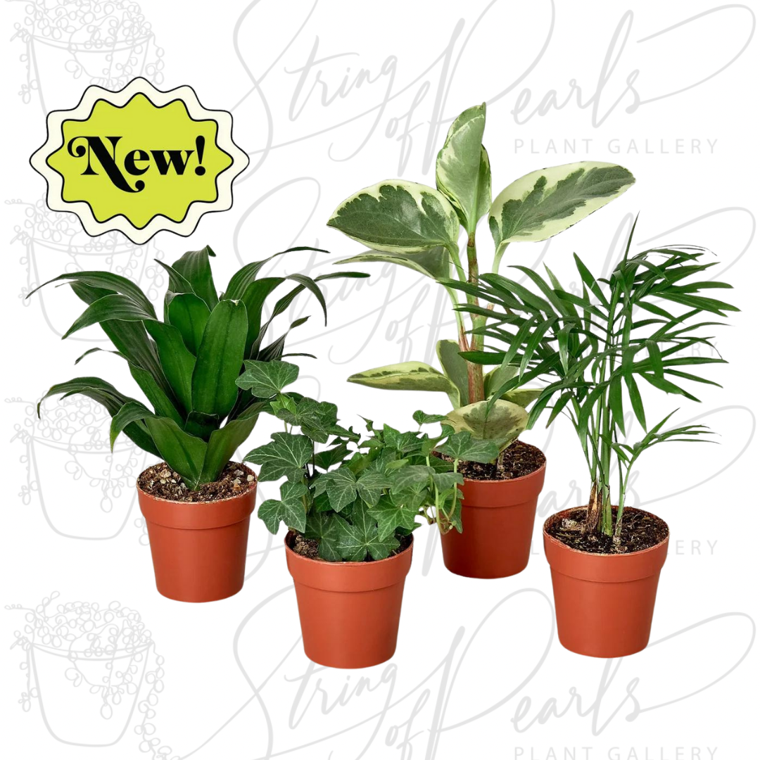 3" Tropical Plant Variety Bundle