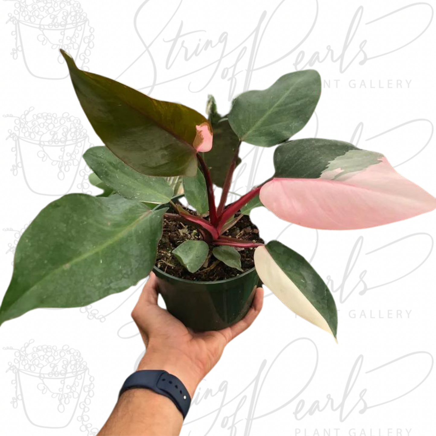 Philodendron 'Pink Princess'