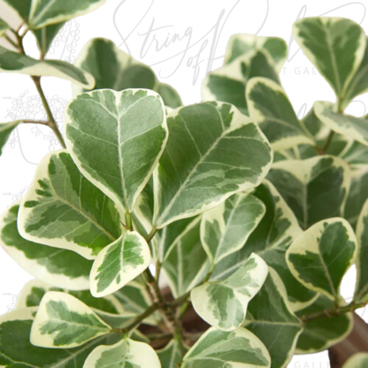 Ficus Elastica 'Triangularis' Variegated