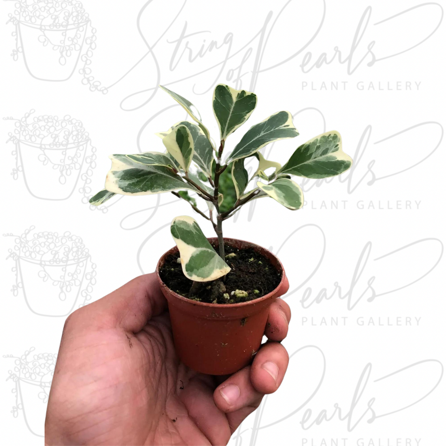 Ficus Elastica 'Triangularis' Variegated