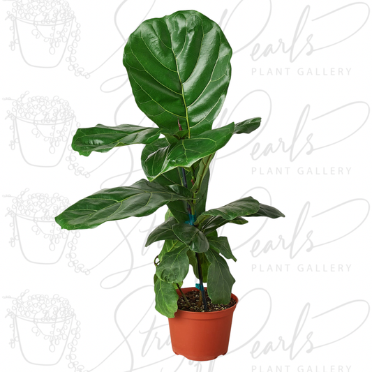 Ficus Lyrata 'Fiddle Leaf Fig'