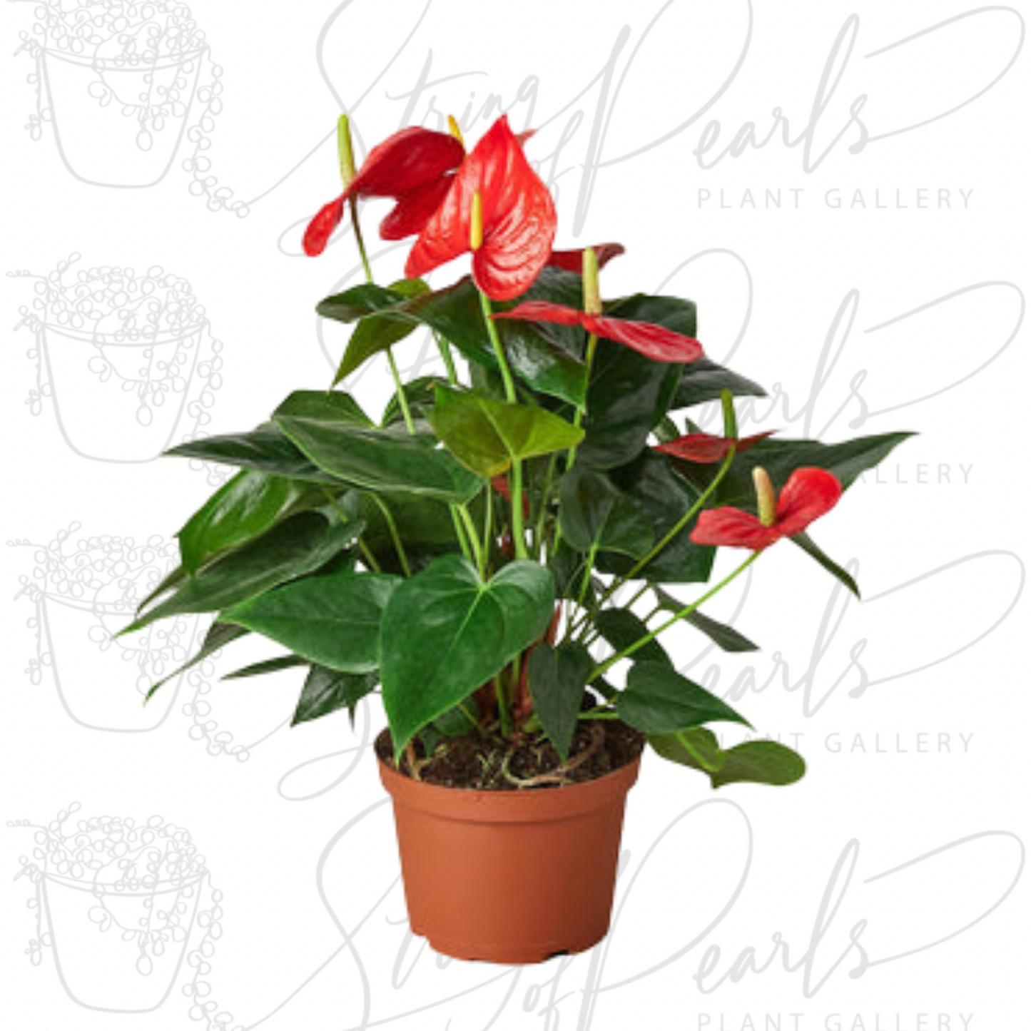 Anthurium 'Red'