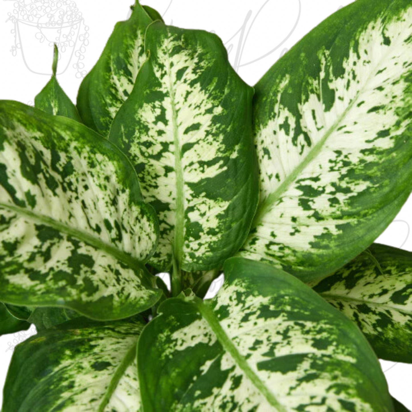 Dieffenbachia 'Tropic Snow'