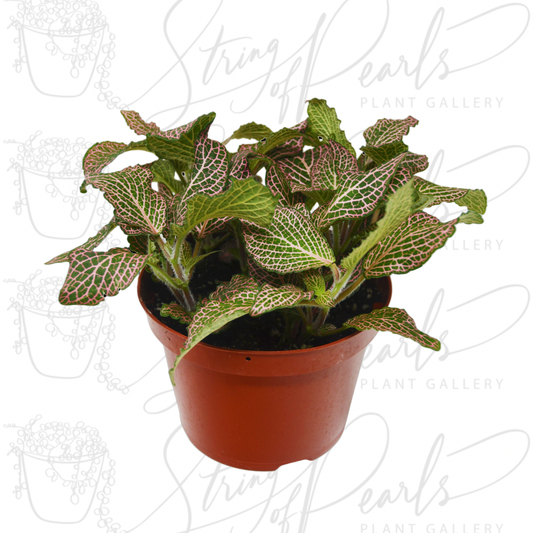 Fittonia 'Pink'