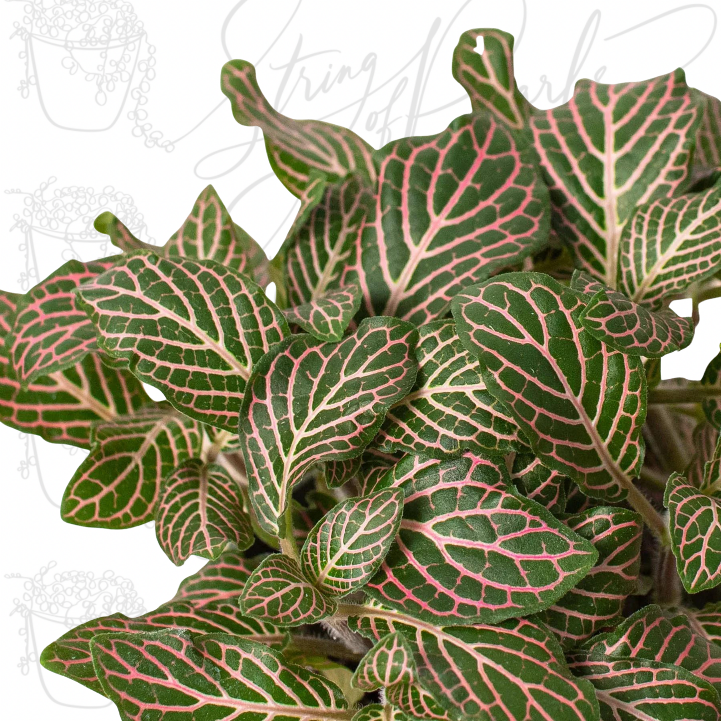 Fittonia 'Pink'