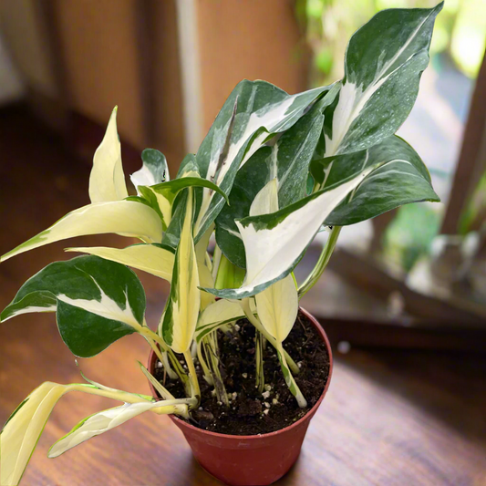 Pothos 'Mutant Manjula'