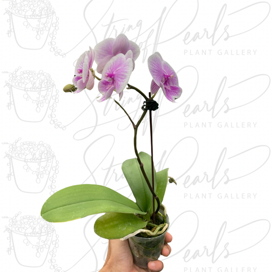 Orchid 'Light Pink Phalaenopsis'